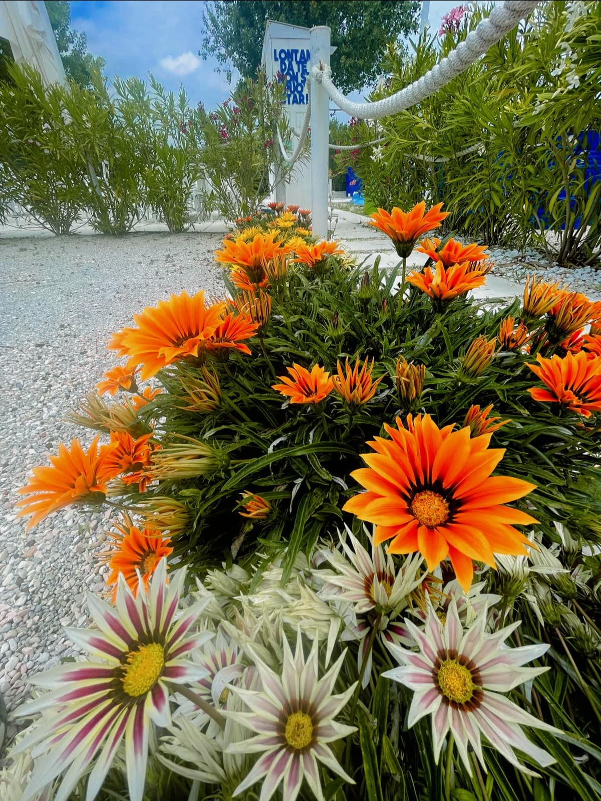 Galleria image /assets/fiori.jpg